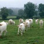 Troupeau de vaches avec leurs veaux dans le bocage charolais.