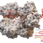 CRISPR-Cas9