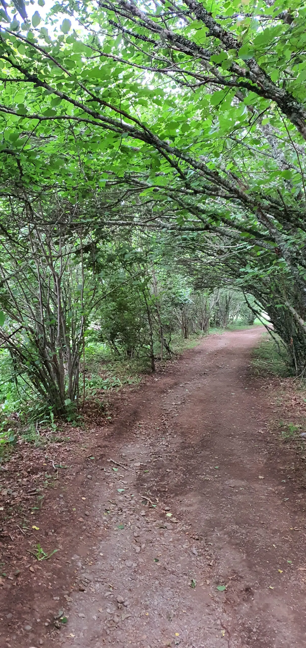 Chemin ombragé