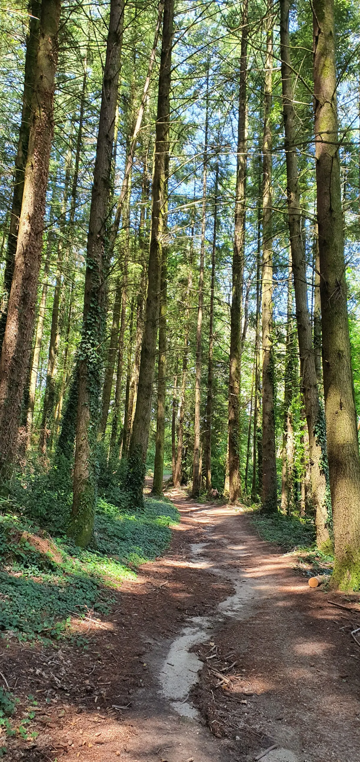 Forêt sur le chemin de Saint-Jacques