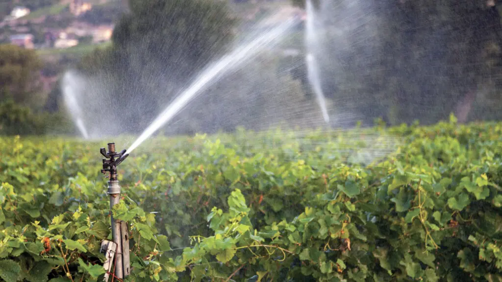 Doit-on continuer d’irriguer la vigne en Languedoc à 50 °C à l’ombre l’été venu, alors que les touristes s’amoncellent sur les plages de Palavas ?