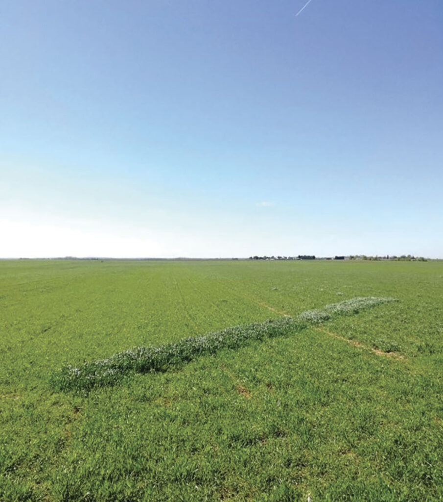 Bande-test de fertilisation au lisain (urine traitée par stockage) dans un champ de blé dur.