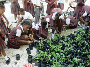 Au collège Catts Pressoir, en Haïti, les élèves sont formés à travers des défis pratiques, comme planter une graine…