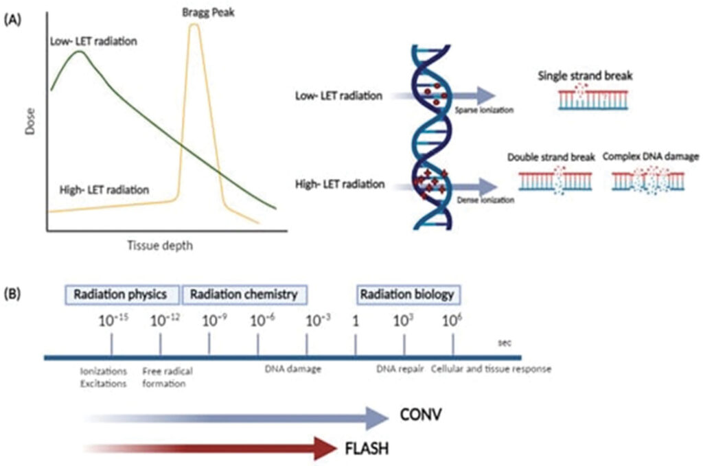 (A) : distribution de dose et des modèles d’induction de dommages à l’ADN ; (B) échelles de temps des phases physiques, chimiques, biologiques de la radiothérapie conventionnelle et FLASH.